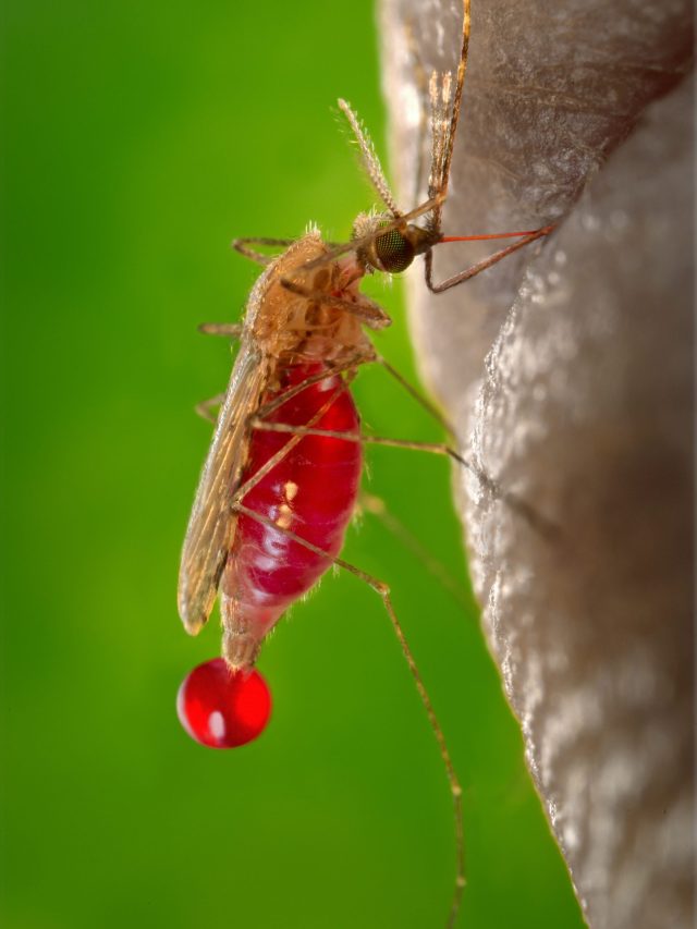 মশার দাপটে প্রাণ ওষ্ঠাগত? তাড়ানোর উপায় জেনে রাখুন