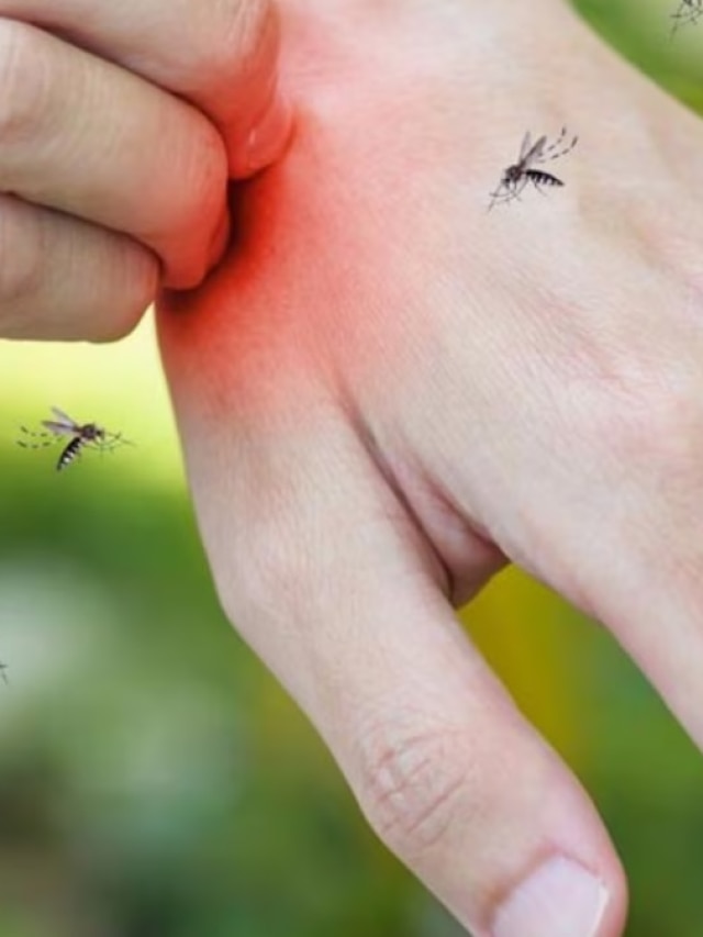 কোন ব্লাড গ্রুপের মানুষদের মশা কামড়ায় বেশি? আপনার ব্লাড গ্রুপ নয় তো