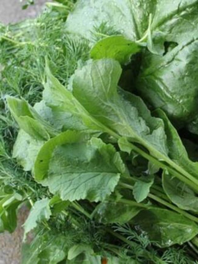 যা খুশি তাই খান থাকবে না বদহজমের ভয়, দুর্গন্ধযুক্ত এই শাক খেলেই পেট ঠান্ডা