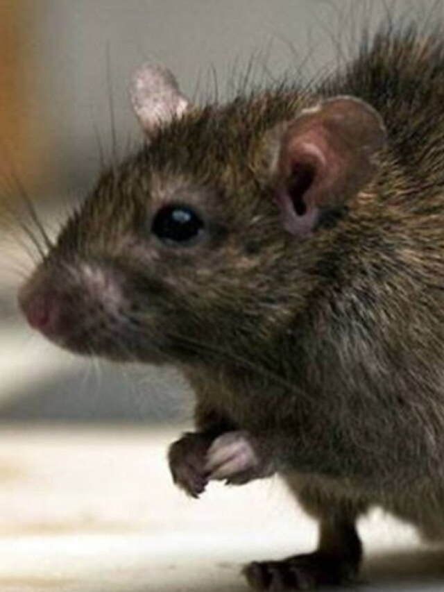 মাত্র ১ টাকার শ্যাম্পু দিয়েই বাড়ি থেকে ভাগান ছুঁচো, পোকামাকড়