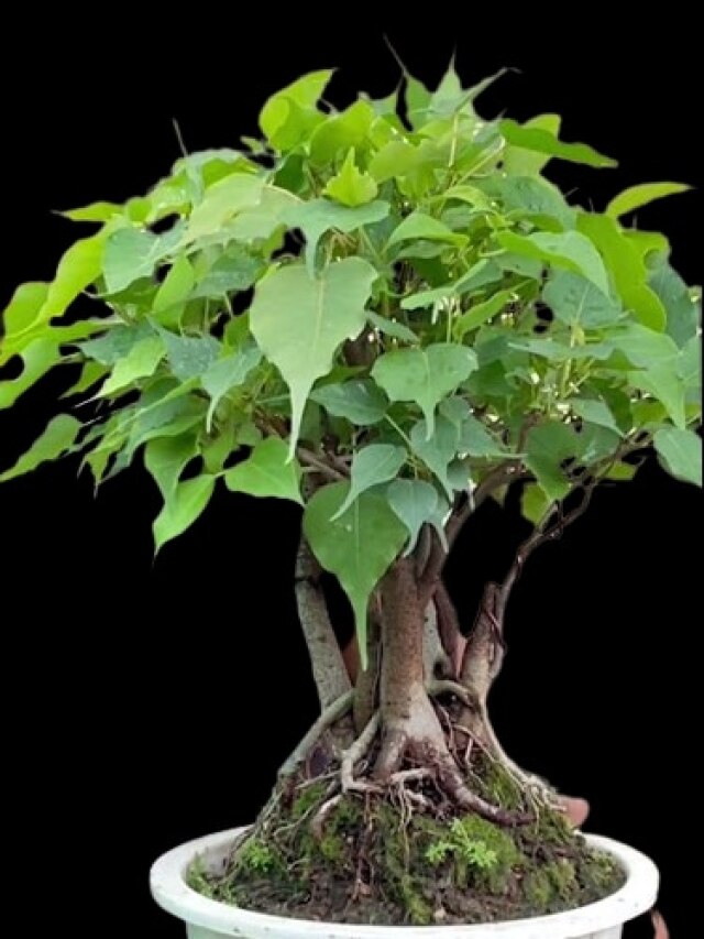 ভুল করেও বাড়িতে এই ৫ গাছ লাগাবেন না, দারিদ্র ঘিরে ধরবে