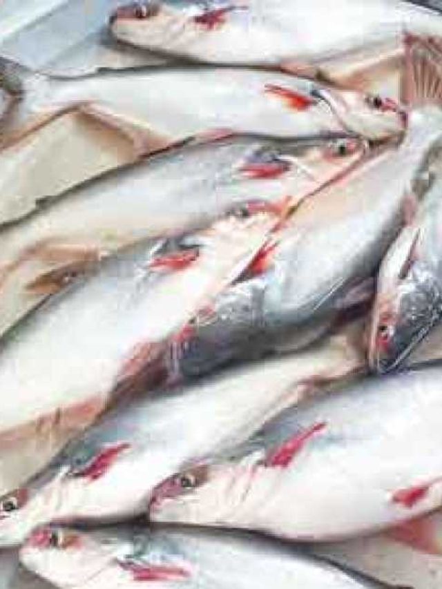 ৭০-এও হাড়ে থাকবে জোয়ানদের মতো শক্তি, সস্তার এই মাছ খেয়েই দেখুন