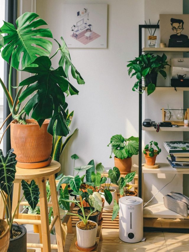 তীব্র গরমেও এসব গাছ ঘর শীতল রাখে, থাকল ১ ডজন হাউসপ্লান্টের খোঁজ