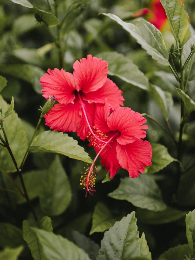থমকে থাকে বয়স, চির তরুণ থাকার গ্যারান্টি দেয় এই ফুল, কীভাবে জানেন?