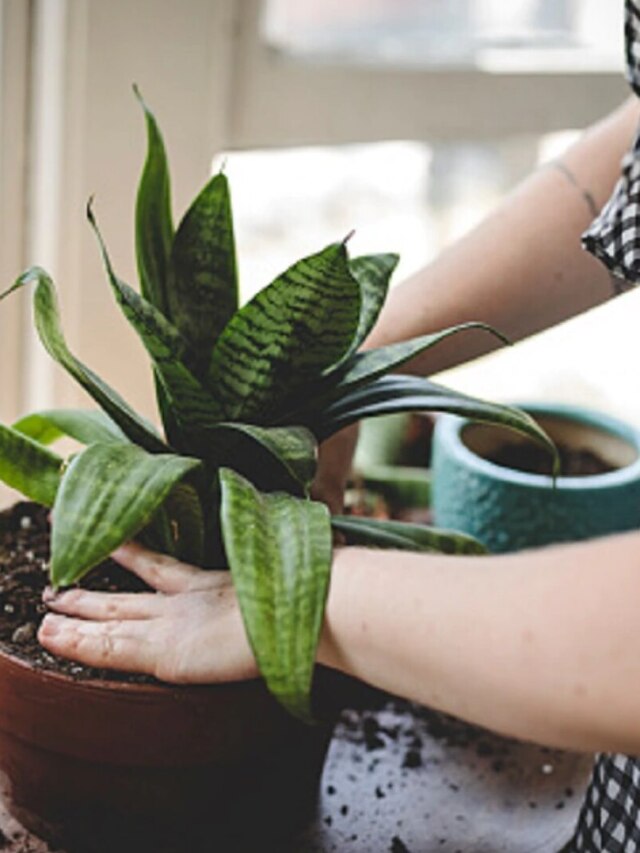 তাপ শুষে নেয় এই ৮ ইন্ডোর গাছ, গরমে ঘরে থাকবে জঙ্গলের ঠান্ডা