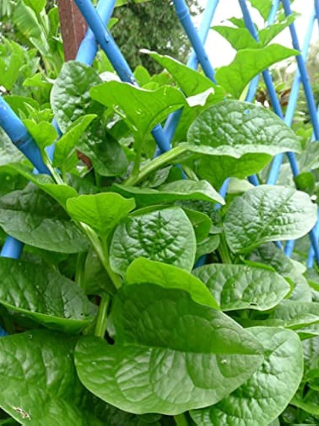 বারান্দাতে হওয়া পুঁই শাক খেতে চান? রসুনের জলেই হবে ম্যাজিক