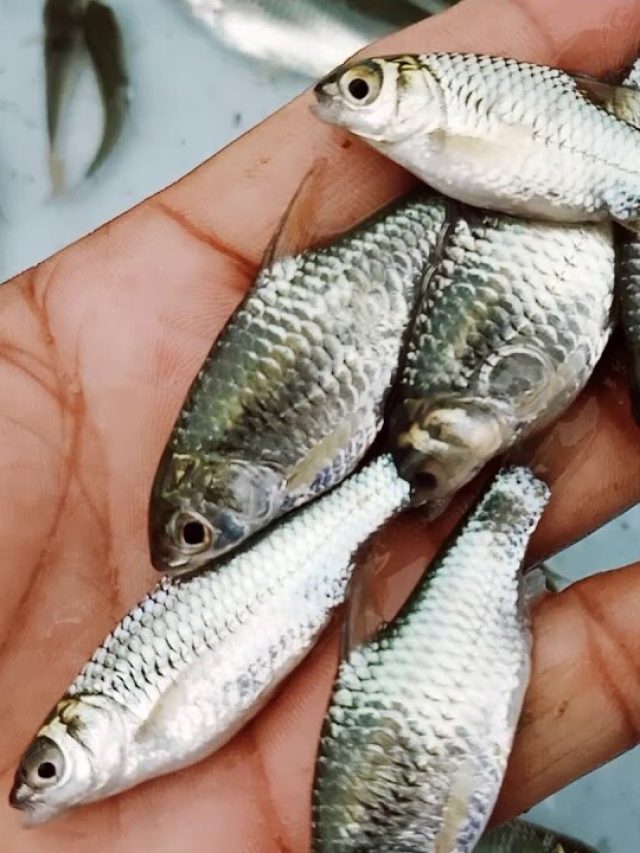 এই মাছের মাথা খেলেই ব্রেন দৌড়াবে চাচা চৌধুরীর মতো!