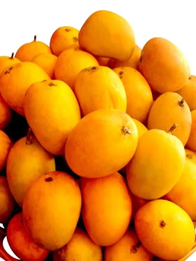 বোঁটার গন্ধ শুঁকে এভাবে বুঝুন আম মিষ্টি নাকি টক, রইল ট্রিকস