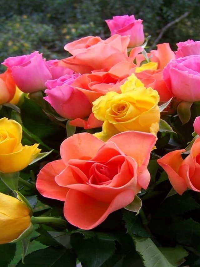 শুধু সুগন্ধ- সৌন্দর্যর জন্য না, বিষণ্ণতাও দূর করতে পারে গোলাপ