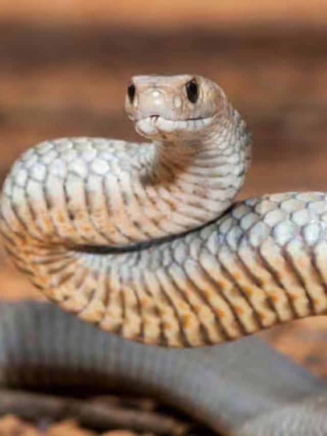 সাপের 'যম' পাউডার, এটি বাড়িতে ছড়ালে ভুলেও ঢোকার সাহস পাবে না