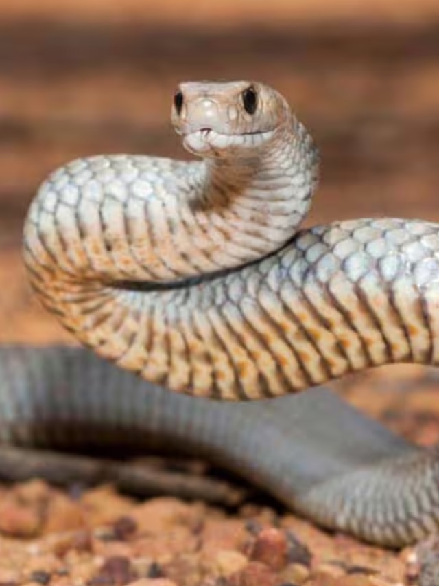 সাপ নির্বিষ না বিষধর? এই ৪ লক্ষণ দেখলেই বুঝে যাবেন কতটা বিপজ্জনক