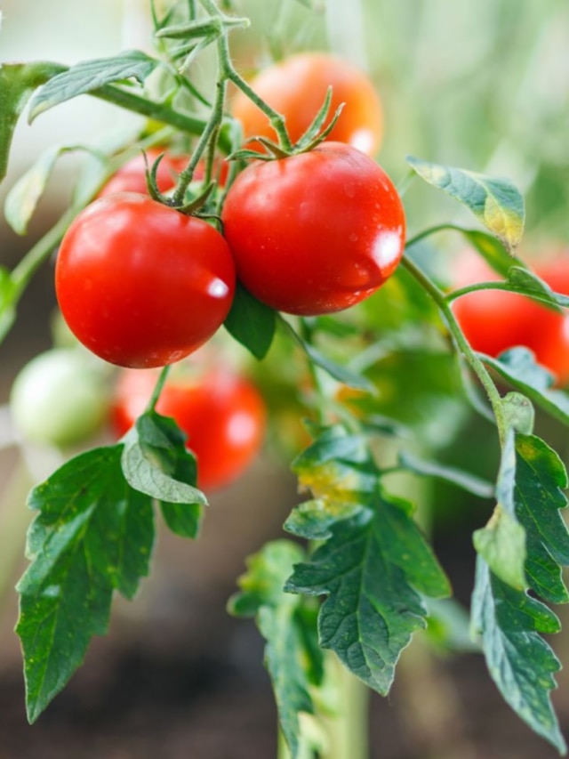 ঘরের টবেই হবে মণ মণ টমেটো, চাষের পদ্ধতিটা জেনে নিন