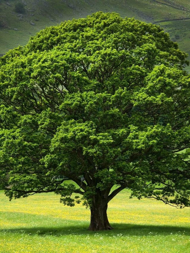 গাছের থেকে শিখুন এই সহজ গুণ, সফলতা আপনার পায়ে চুমু খাবে