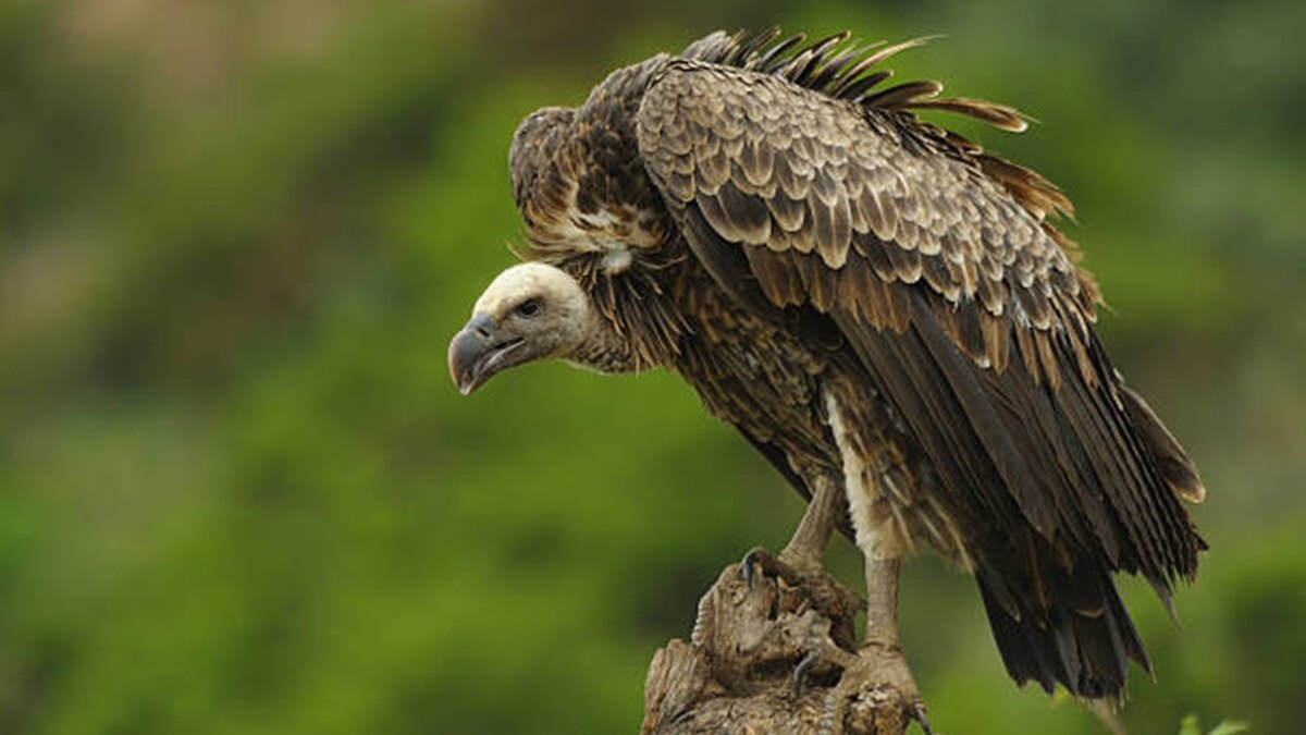 अशुभ है इन 2 जीवों का घर आना, जीवन भर रहेंगे तंगहाल Vastu shastra