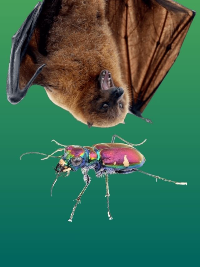 বাঁদুর রাতে কীভাবে শিকার করে? চোখ দিয়ে নয় কিন্তু