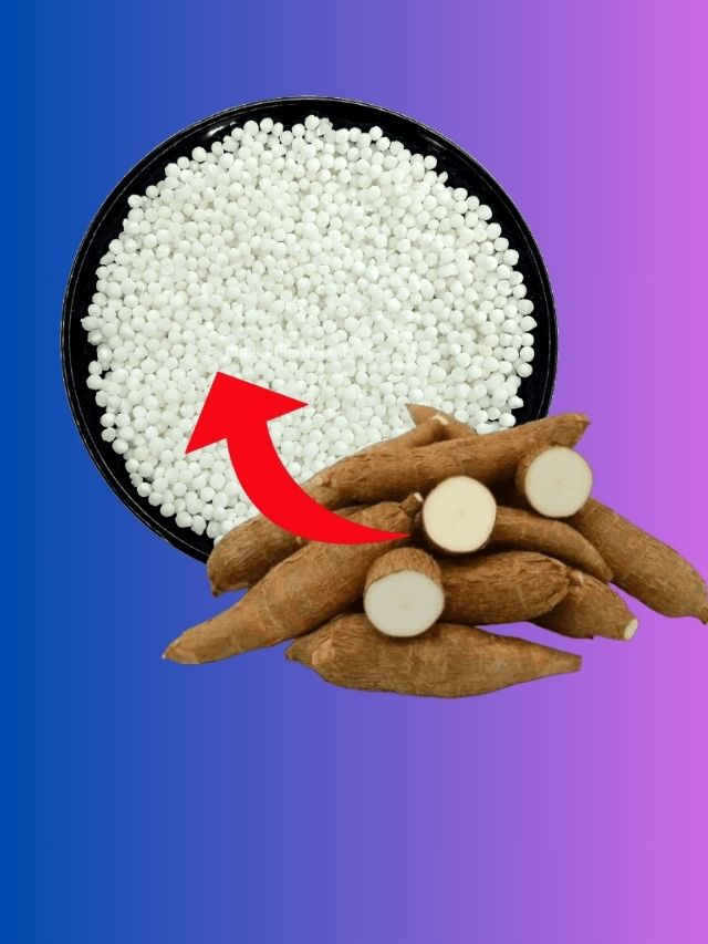 সাবুদানা কী থেকে তৈরি হয়? কোন গাছের শিকড় জানেন?