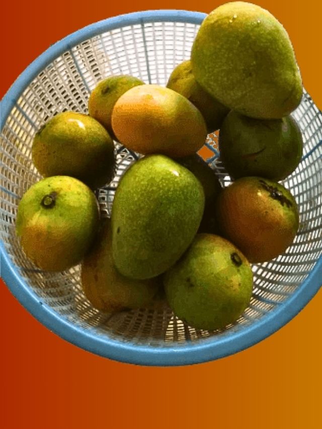 মজবে না, পাকা আম অনেকদিন টাটকা রাখুন এই পদ্ধতিতে