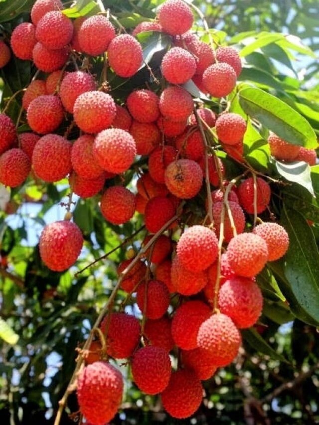 রসে টইটুম্বুর লিচু খাওয়ার আগে সাবধান, এই ফল সবার জন্য নয়