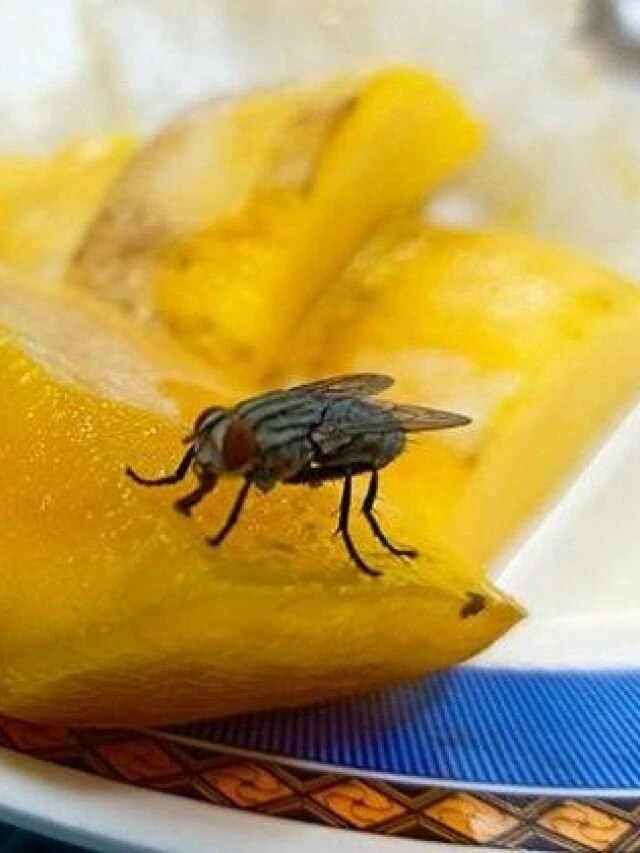 খাবারে মাছি ভনভন করছে? এক টোটকাতেই হবে সমাধান