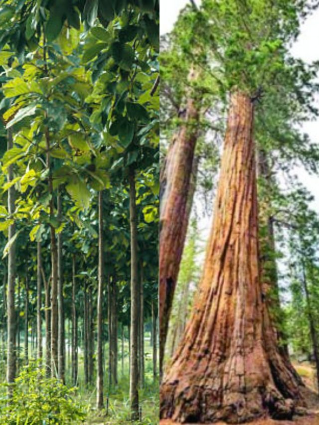 ফাঁকা জায়গায় এই ৩ গাছ লাগান, ২০ বছর পরে বেচেই কোটিপতি হবেন