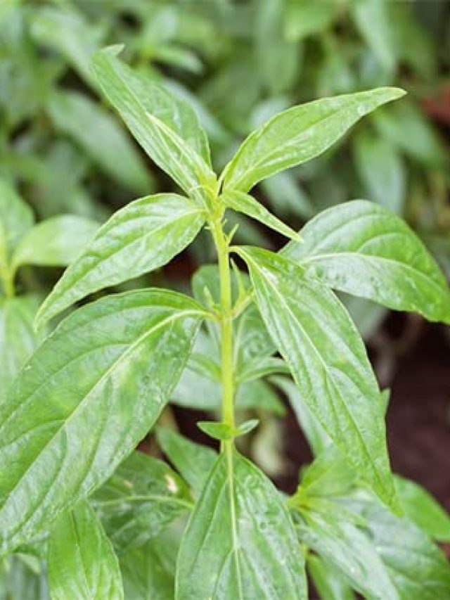 কঠিন ৫ রোগের 'কাল' এই পাতা, খেলেই কেল্লাফতে!