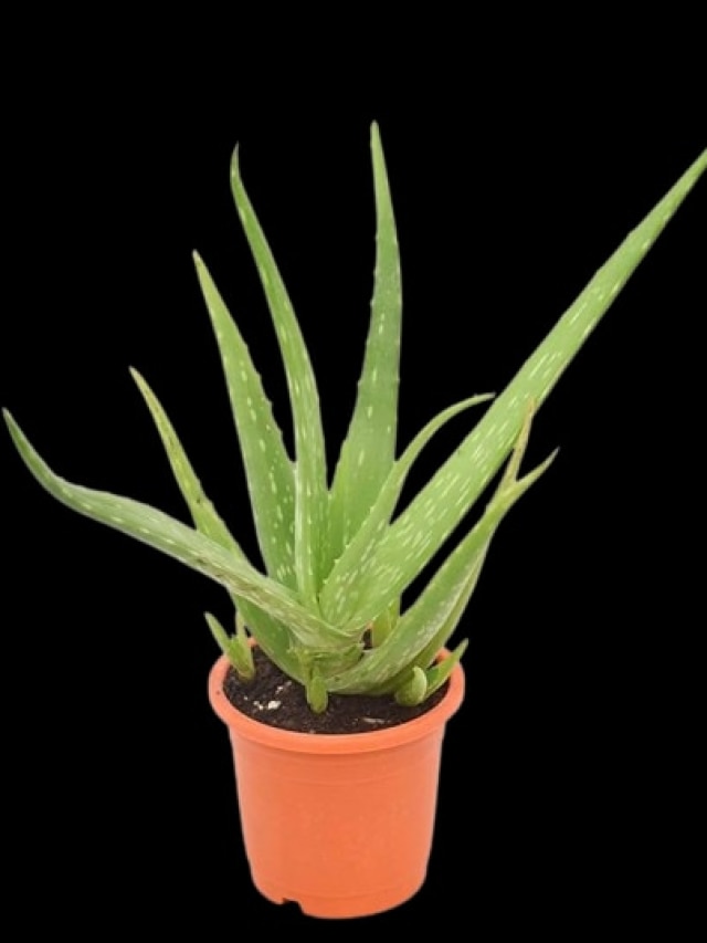 বাড়ির উত্তর-পূর্ব কোণে অ্যালোভেরা গাছ রাখলে কী হয়? জেনে নিন