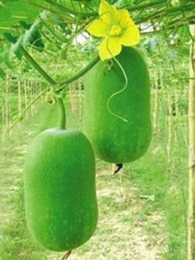 কষ্ট করে নয় খোশ মেজাজে বেরোবে পায়খানা, এলেবেলে এই সবজি খেলেই হবে