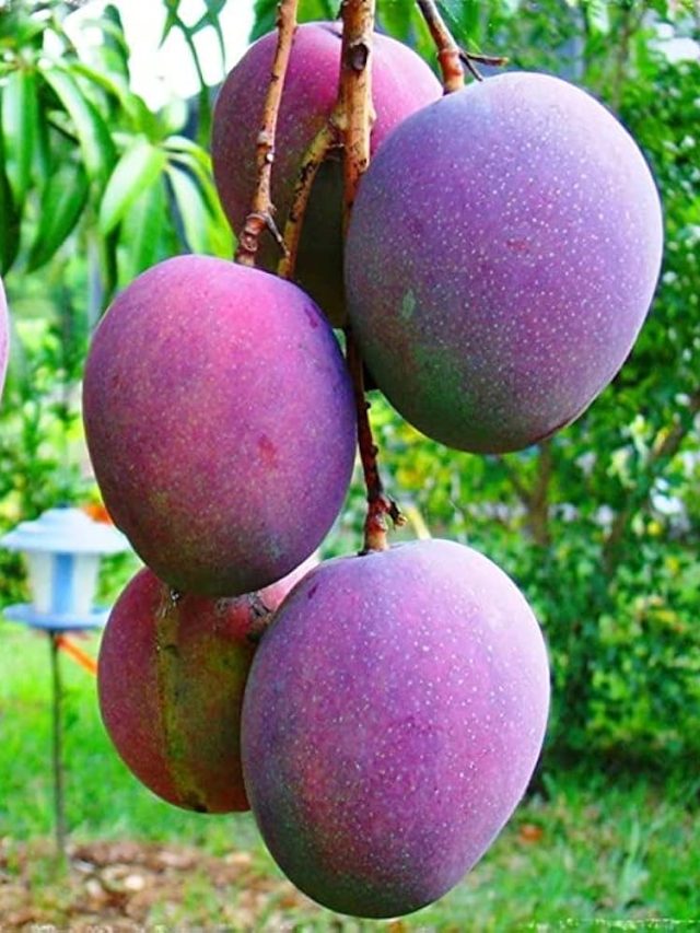 এটাই বিশ্বের সবচেয়ে দামি আম, ১ কেজির দাম ৩ লক্ষ টাকা