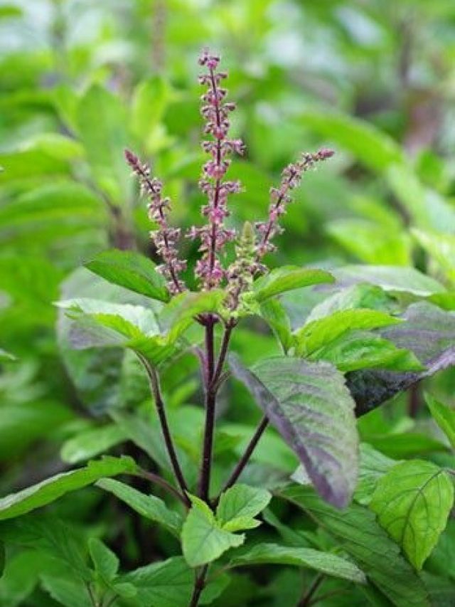 বাড়ির তুলসী গাছে মঞ্জীর এলেই করুন এই ৪ কাজ, ব্যাঙ্ক ব্যালেন্স বাড়বেই