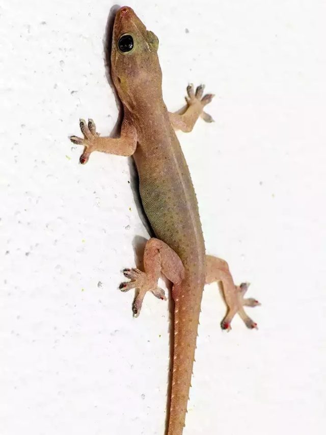 টিকটিকির উৎপাত বেড়েছে? এই ৪ ট্রিকসে লেজ গুটিয়ে পালাবে  গোটা গুষ্টি