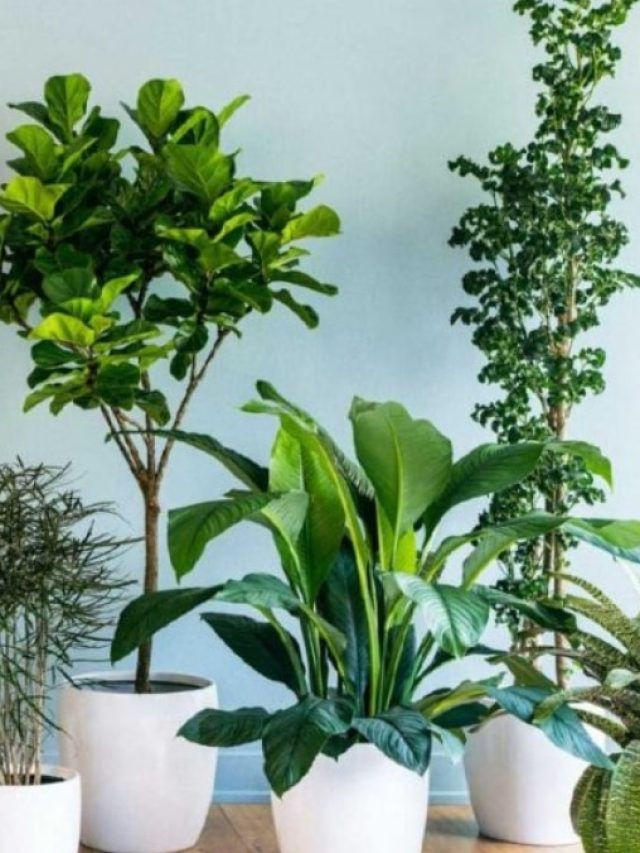 এই ৬ গাছ চুম্বকের মতো টাকা টানে, বাড়িতেই লাগালেই বড়লোক হবেন