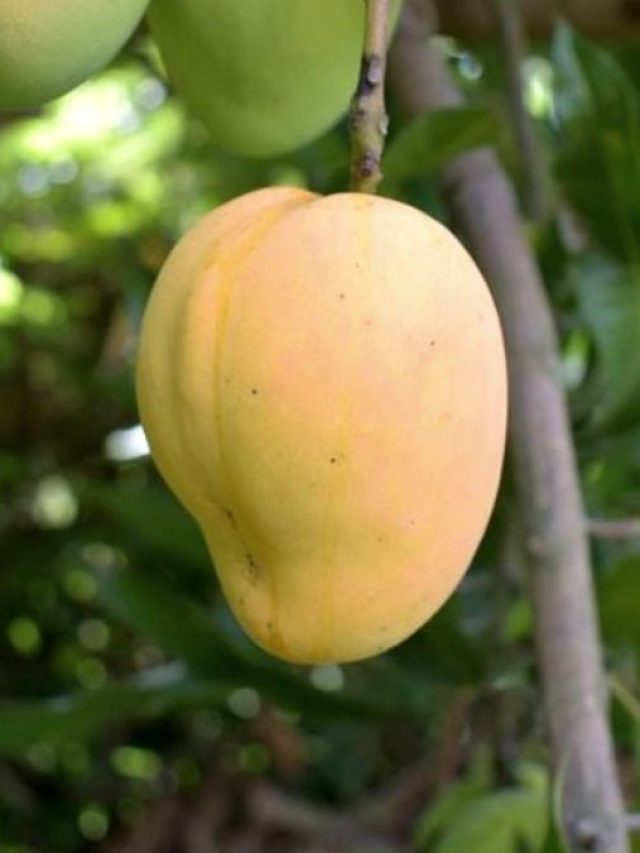 নবাব সিরাজ-উদ-দৌলা খেতেন, এই আমটা আপনি এখনও খাননি?