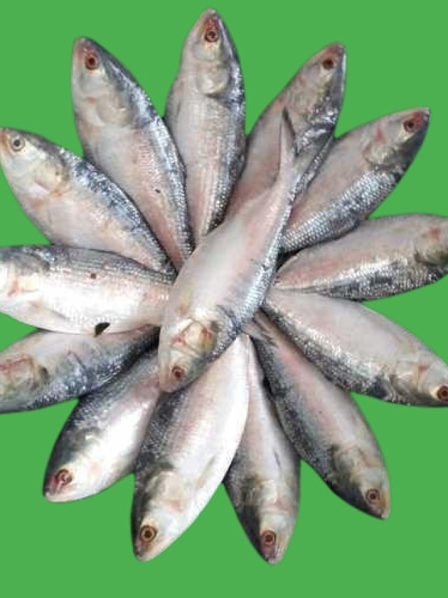 ইলিশের নামে সার্ডিন বা চন্দনা কিনছেন না তো? ঠকার আগে ৪ ট্রিকস শিখুন