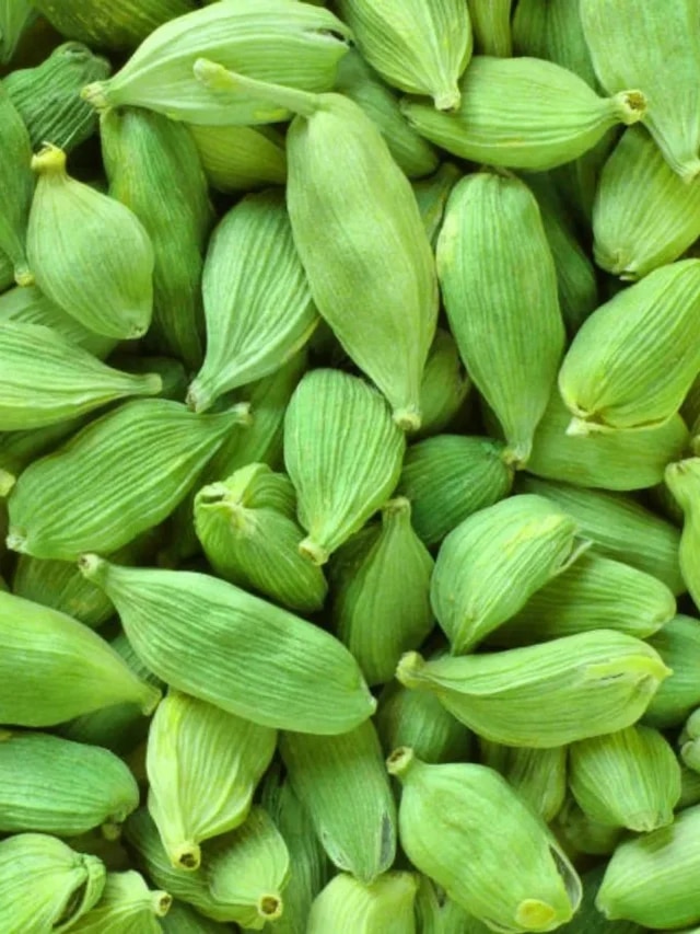 বাড়ির টবেই বহুমূল্য এলাচ চাষ; রইল সহজ পদ্ধতি