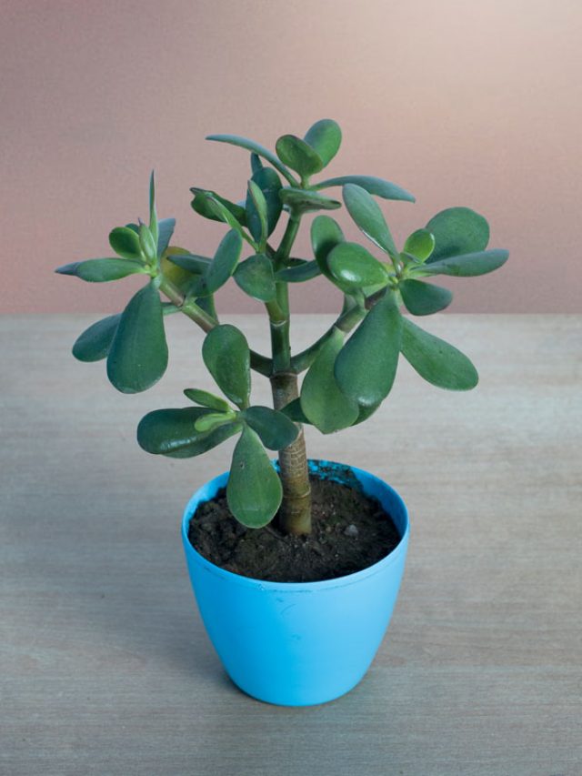 এই গাছ কুবের দেবের প্রিয়, বাড়ির ঠিক এদিকে লাগালেই 'খেলা হবে'