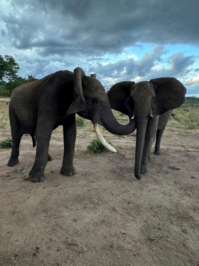 See how AI is saving elephants in Tamil Nadu