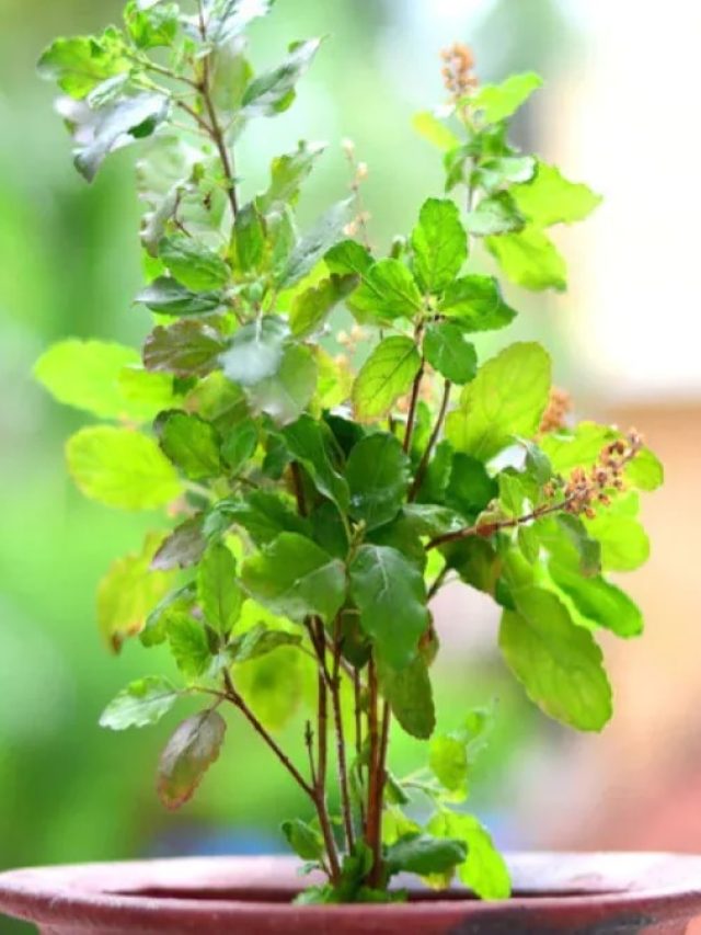 তপ্ত গরমে ঝলসে যাচ্ছে বাড়ির তুলসী? এই টোটকায় মরা গাছেও ফিরবে প্রাণ