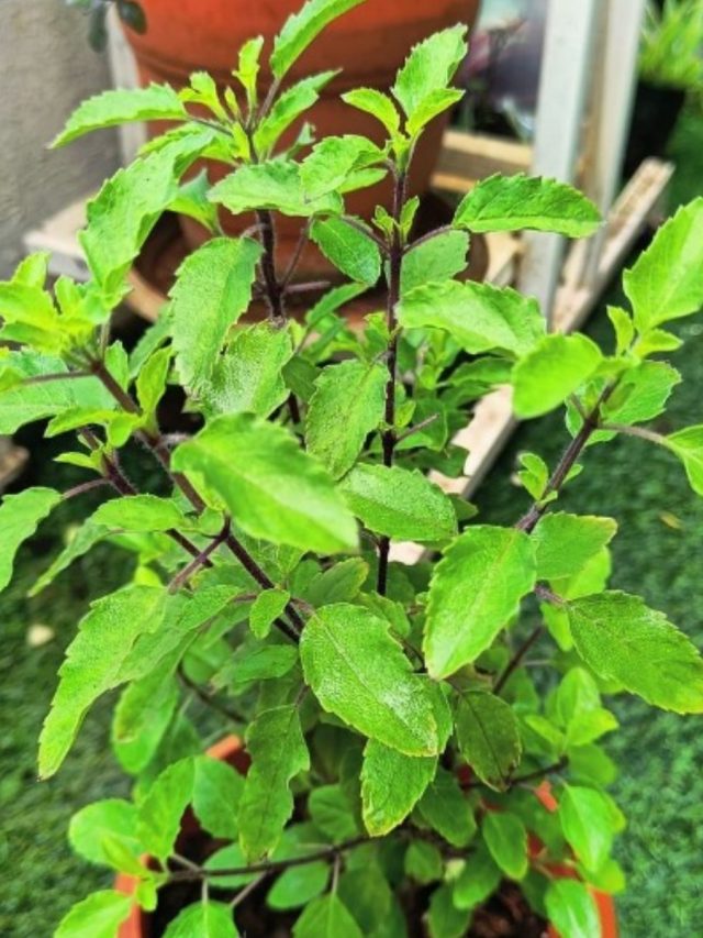 তরতরিয়ে বাড়বে রোজগার, তুলসীকে নিয়ম করে দিন এই জিনিসটি