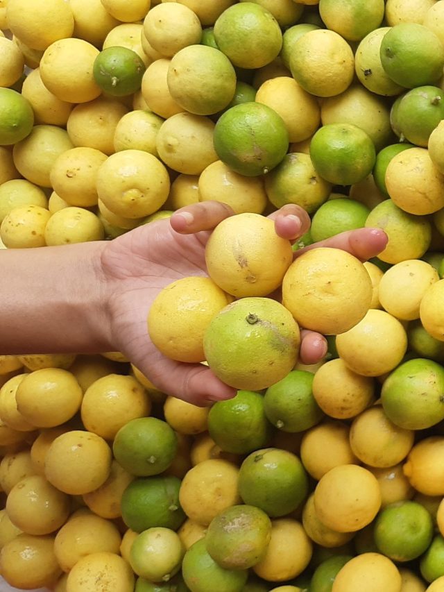 শীতে ফ্রিজে ১ মাস ফেলে রাখলেও লেবু শক্ত কাঠ' হবে না, রসালো রাখার ইজি ট্রিক