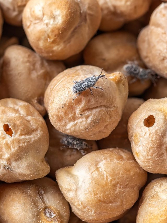 গরমে ছোলা-চানার কৌটোয় রাখুন রান্নাঘরের এই মশলা, একটা পোকাও ধরবে না; ট্রিকস