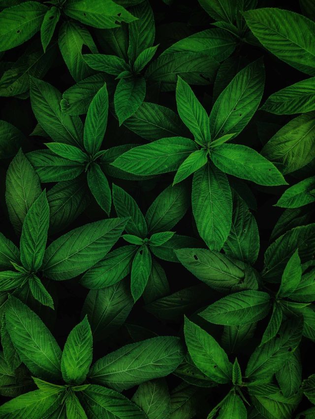 পুরুষত্ব ফুলবে সস্তার এই শাকেই, বুড়ো হলেও খেলে বেড়াবে যৌবন