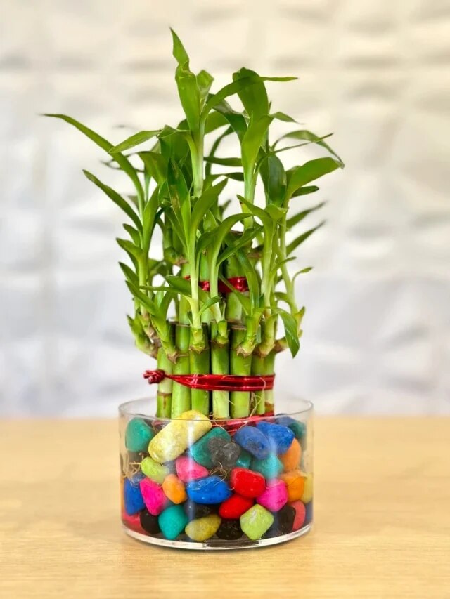 বাড়ির ঠিক এদিকটাই লাকি ব্যাম্বু রাখলেই টাকা পয়সা বাড়ে, জেনে রাখুন