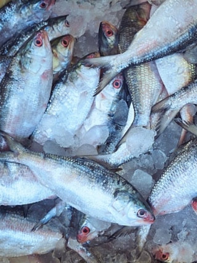 কত ওজনের ইলিশ মাছ হয় সবচেয়ে সুস্বাদু? মৎস্যজীবীর টিপস