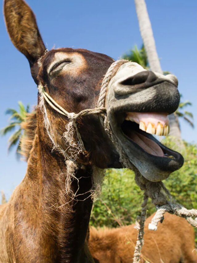 জীবনে সাফল্য পেতে চাইলে গাধার থেকে শিখে নিন এই ৫ গুণ