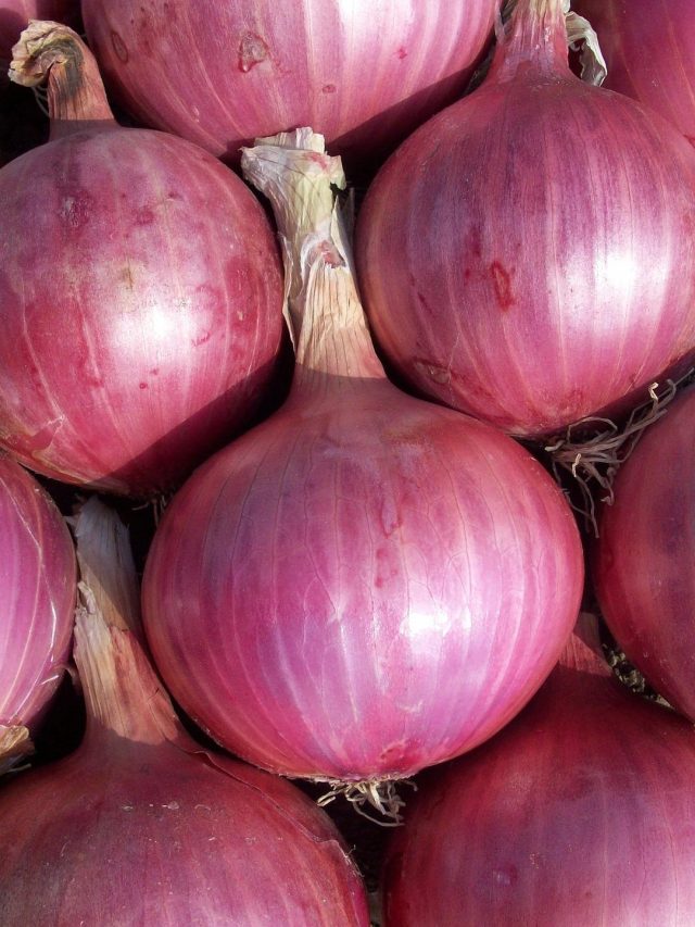 একটা পেঁয়াজেই তাড়ানো যাবে ঘরের সব মশা, কীভাবে জানুন