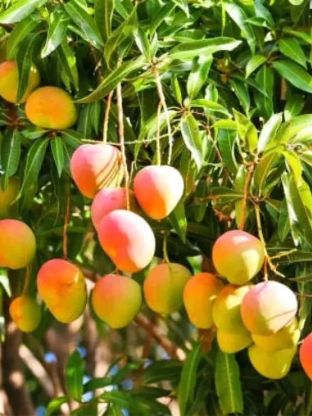 বাড়িতে আম গাছের ছায়া পড়ে? কী হয় জানলে অবাক হবেন