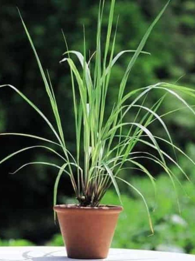 এসব গাছ লাগিয়ে দেখুন, একটা মশাও ঘরে আসবে না