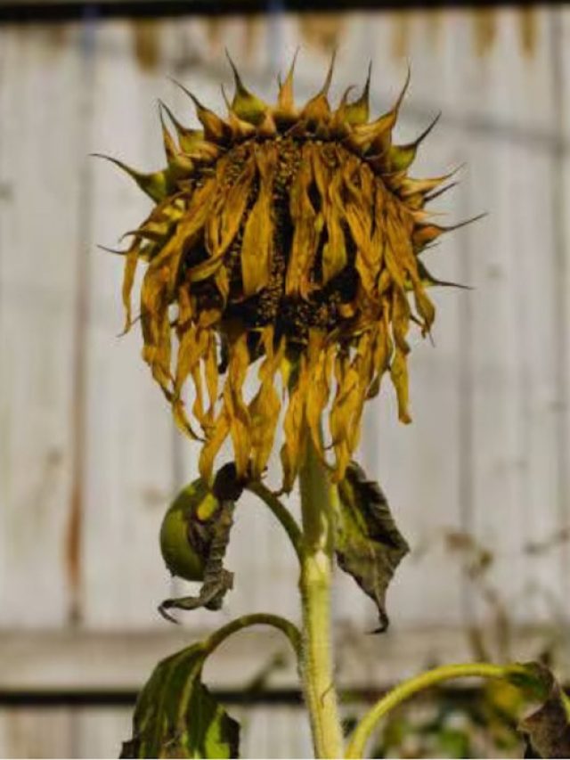 গাছপালাও হিটস্ট্রোক হতে পারে! প্রবল তাপ থেকে কীভাবে বাঁচাবেন?