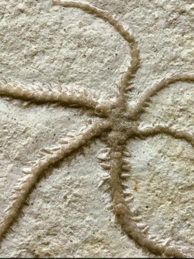 '155 million-year-old': Scientists discover ancient self-cloning starfish-like creature