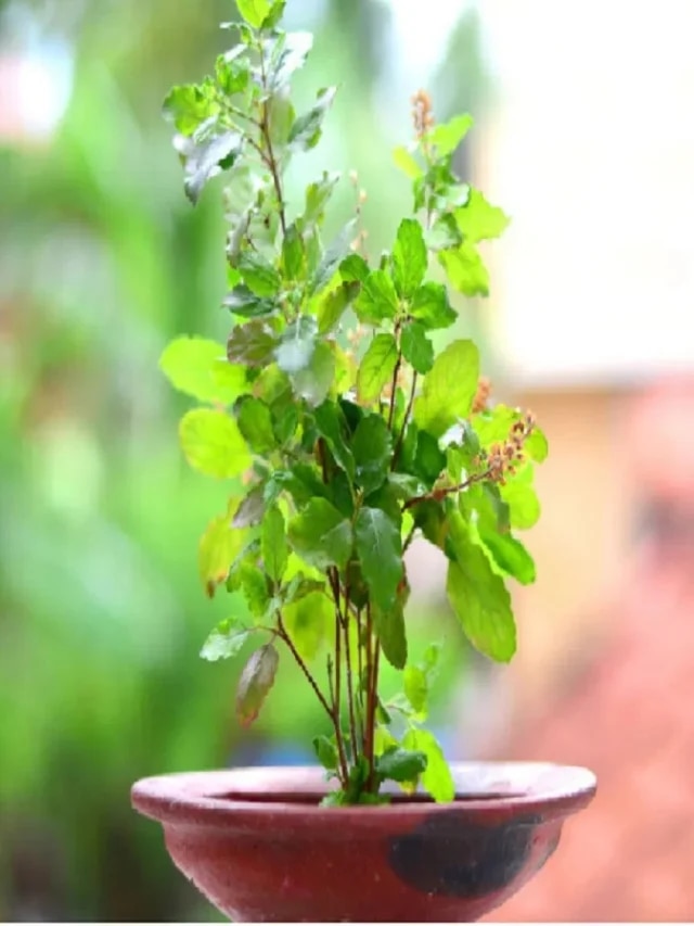 তুলসী গাছ মরে গেলে কী হয়? হিন্দু শাস্ত্রে বড় ইঙ্গিত